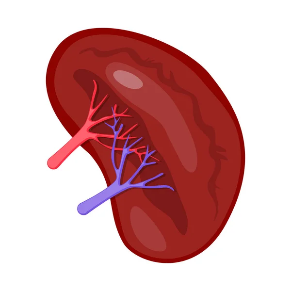 Objeto aislado de anatomía y signo de órgano. Conjunto de anatomía y símbolo de stock médico para web . — Vector de stock