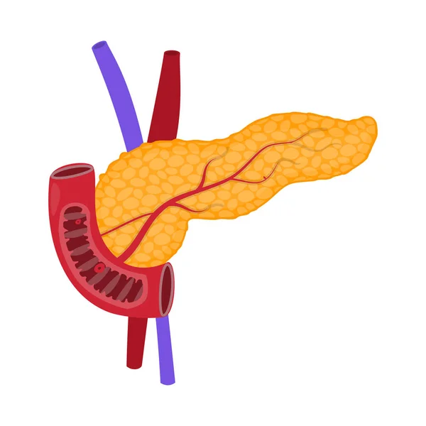 Desenho vetorial de anatomia e ícone de órgão. Conjunto de anatomia e ilustração vetorial de estoque médico . — Vetor de Stock