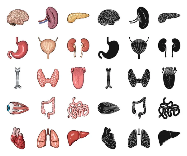 Human organs cartoon, black icons in set collection for design. Анатомия и внутренние органы векторные символы веб-иллюстрации . — стоковый вектор