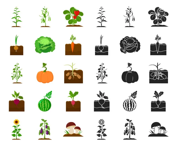 Plant, vegetable cartoon,black icons in set collection for design. Garden and harvest vector symbol stock web illustration. — Stock Vector