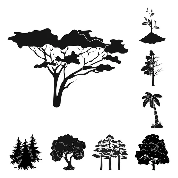 Diseño vectorial del icono del árbol y el bosque. Conjunto de árbol y vector verde icono para stock . — Vector de stock