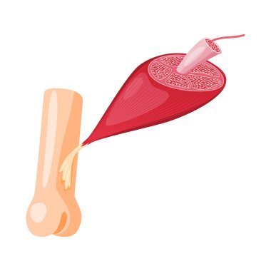 Vektör Illustration kas ve hücreler sembolü. Web için kas ve anatomi stok sembolü koleksiyonu.