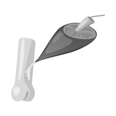 Kas ve hücreleri sembolü yalıtılmış nesne. Hisse senedi için kas ve anatomi vektör simge topluluğu.