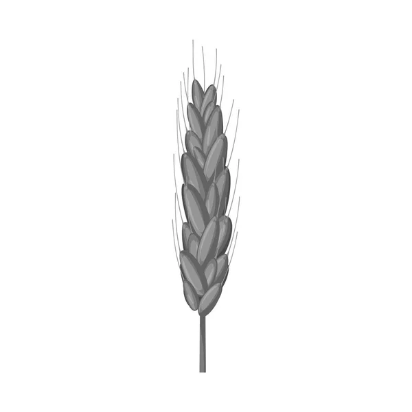 Objeto aislado de signo de trigo y maíz. Conjunto de ilustración de vectores de trigo y ganado de cosecha . — Archivo Imágenes Vectoriales