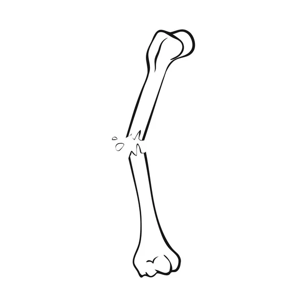 Ilustração vetorial do sinal ósseo e esquelético. Coleta de osso e símbolo de estoque humano de web . — Vetor de Stock