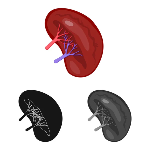 Design vetorial de biologia e ícone científico. Coleção de biologia e ilustração vetorial de estoque de laboratório . — Vetor de Stock