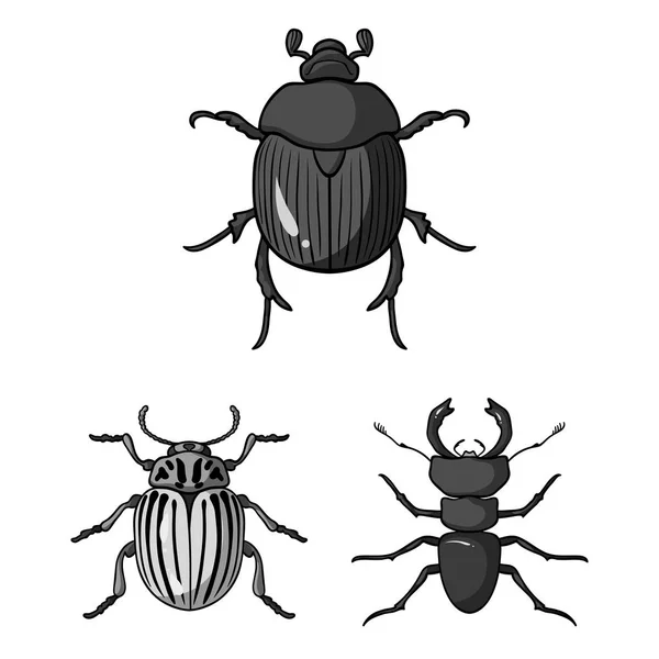 Diseño vectorial de insecto y escarabajo símbolo. Conjunto de insectos y halloween stock vector ilustración . — Archivo Imágenes Vectoriales