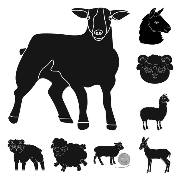 Diseño vectorial de ovejas y cabras símbolo. Colección de ovejas y feliz icono de vector para la acción . — Vector de stock