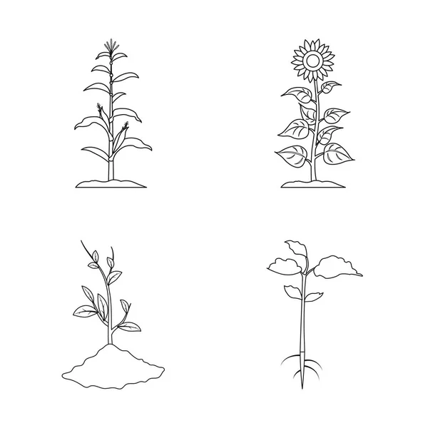 Objet isolé de plante et de haricot icône. Ensemble de symbole de stock d'usine et de processus pour la toile . — Image vectorielle