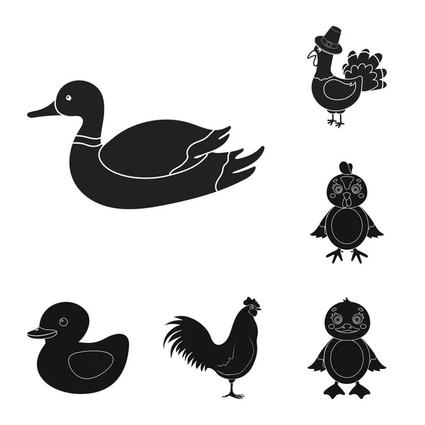 Vector illustration of funny and poultry icon. Set of funny and farming stock symbol for web. — Stock Vector