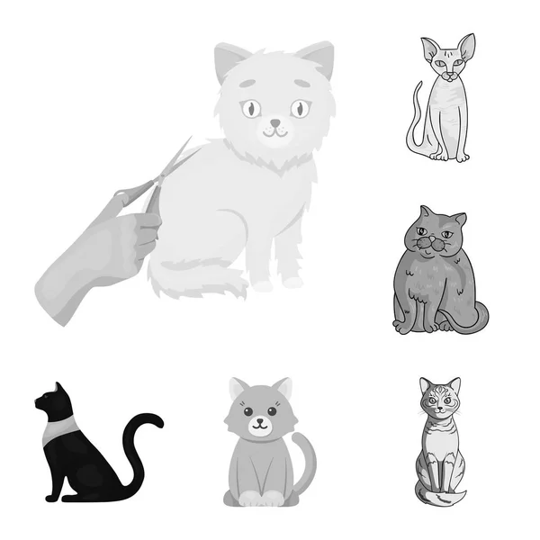 Изолированный объект логотипа питомца и сфинкса. Набор векторных иллюстраций для животных и веселья . — стоковый вектор