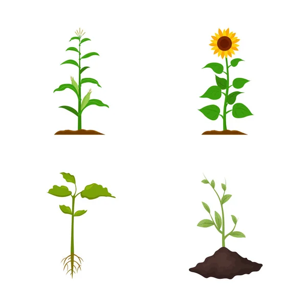 Ilustración vectorial del icono de plantas y frijoles. Colección de símbolo de stock de plantas y procesos para web . — Vector de stock