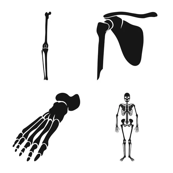 Illustration vectorielle de la biologie et icône médicale. Ensemble de biologie et icône vectorielle squelette pour stock . — Image vectorielle