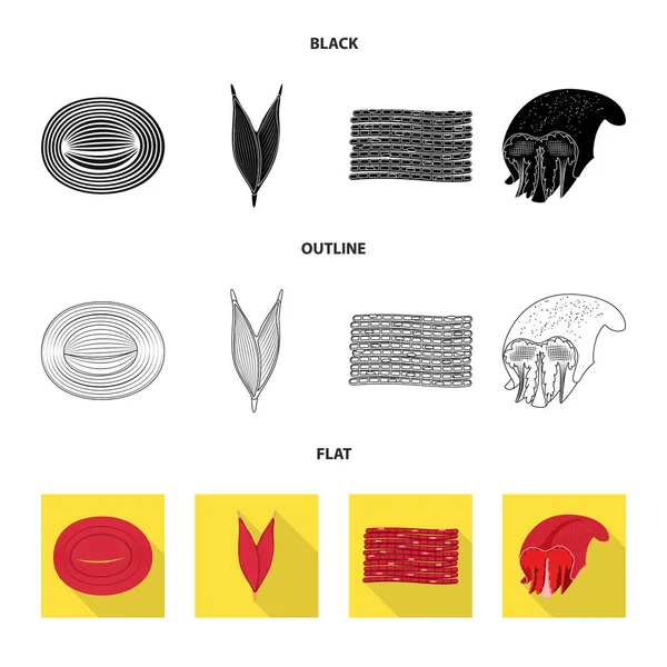 Conception vectorielle de la fibre et du logo musculaire. Ensemble d'illustration vectorielle de fibres et de corps . — Image vectorielle