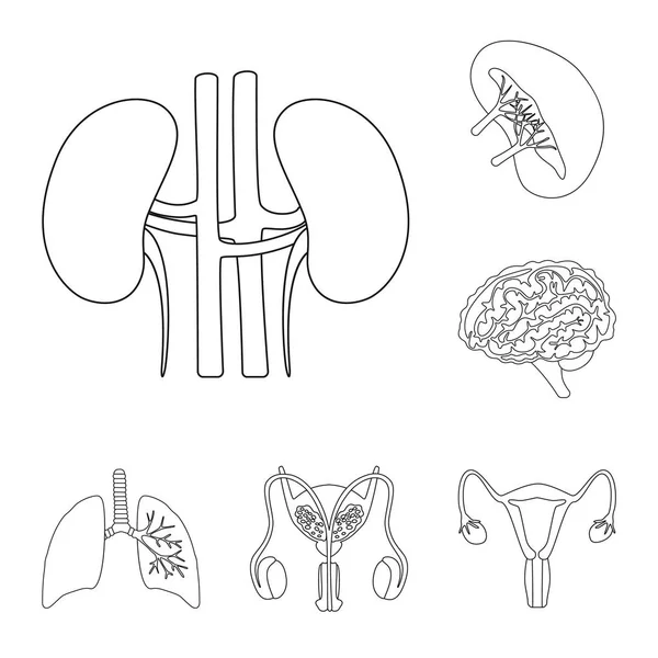 Design vettoriale dell'anatomia e del segno d'organo. Set di anatomia e illustrazione vettoriale stock medico . — Vettoriale Stock