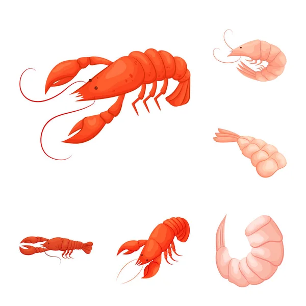 Isolated object of shrimp and crab icon. Collection of shrimp and sea vector icon for stock. — Stock Vector