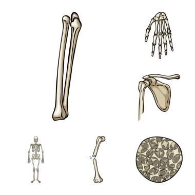 Kemik ve iskelet simge vektör Illustration. Kemik ve insan stok vektör çizim koleksiyonu.