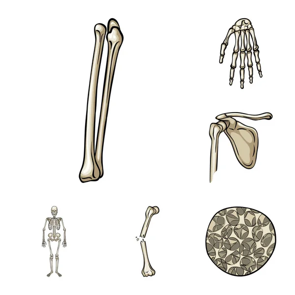 骨骼和骨骼图标的矢量插图。骨头和人的股票向量例证的汇集. — 图库矢量图片