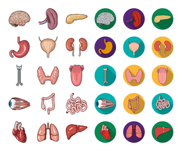 Desenhos animados de órgãos humanos, ícones planos em coleção de conjuntos para design. Anatomia e órgãos internos símbolo vetorial web ilustração . — Vetor de Stock