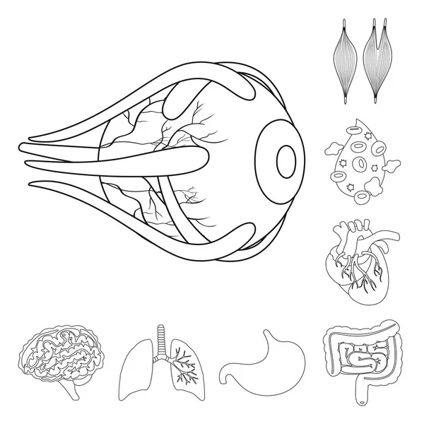 解剖と臓器のシンボルの孤立したオブジェクト。解剖学および web 医療株式記号のコレクション. — ストックベクタ
