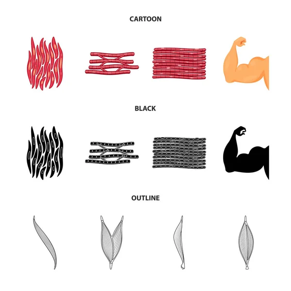 Objeto isolado de fibra e ícone muscular. Conjunto de fibra e corpo estoque vetor ilustração . —  Vetores de Stock