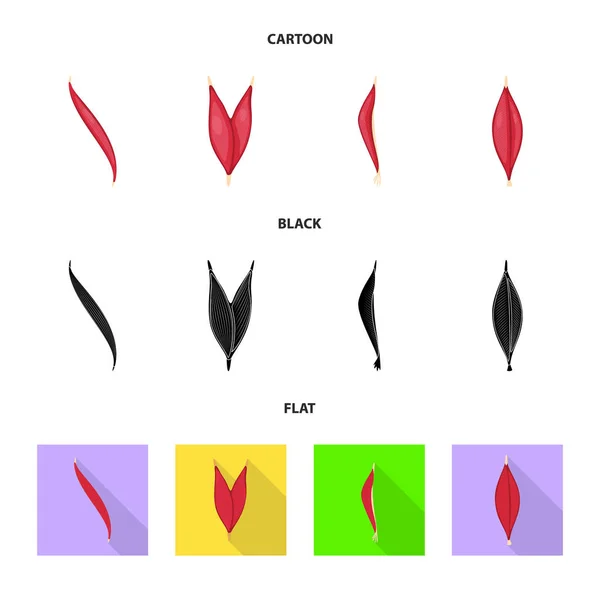 Vectorillustratie van glasvezel en gespierde pictogram. Collectie van vezels en lichaam vector pictogram voor voorraad. — Stockvector