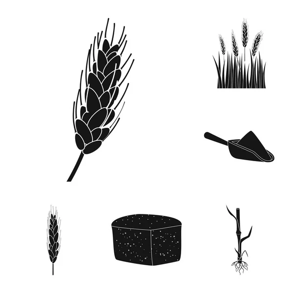 Conception vectorielle du seigle et signe végétal. Ensemble d'icône vectorielle de seigle et de maïs pour stock . — Image vectorielle