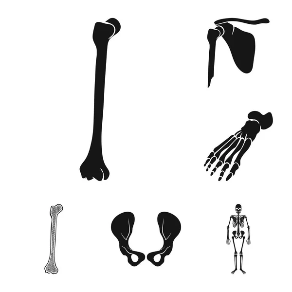 Geïsoleerde Object Van Biologie Medische Symbool Collectie Van Biologie Skelet — Stockvector