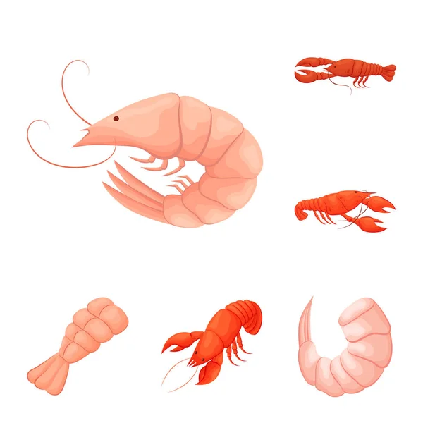 Objeto aislado de camarones y cangrejo icono. Conjunto de camarones y vector de mar icono para stock . — Archivo Imágenes Vectoriales