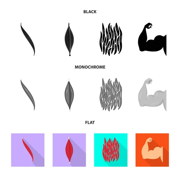 Isoliertes Faserobjekt und muskulöses Symbol. Satz von Faser und Körper Vektor Symbol für Lager. — Stockvektor