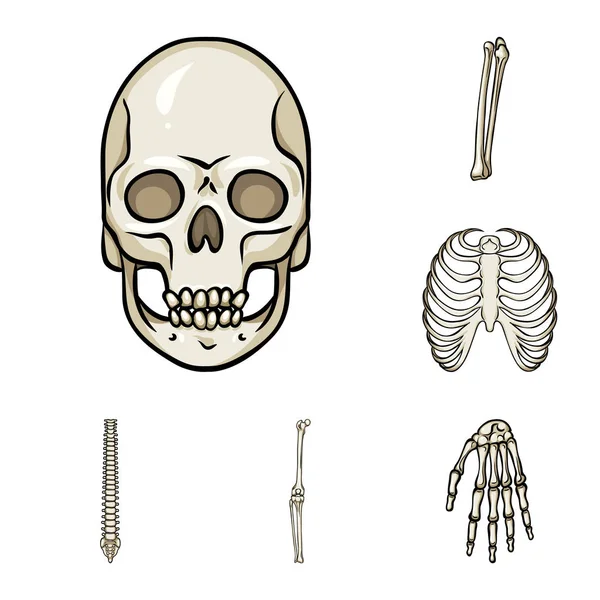 Desenho vetorial do símbolo ósseo e esquelético. Conjunto de osso e símbolo de estoque humano para teia . —  Vetores de Stock