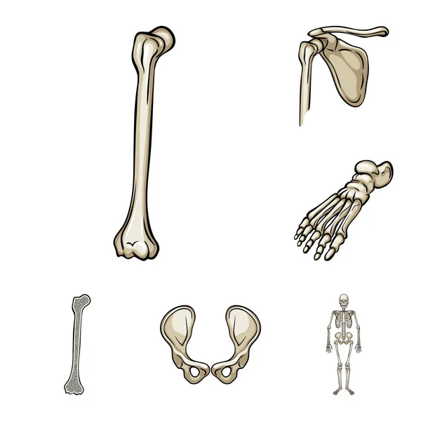 뼈와 해골 아이콘의 고립 된 개체입니다. 뼈 및 웹에 대 한 인간의 주식 기호 집합. — 스톡 벡터