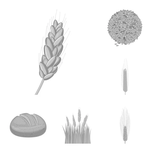 Vektordesign von Roggen und Pflanzenschild. Sammlung von Abbildungen von Roggen und Maisbeständen. — Stockvektor