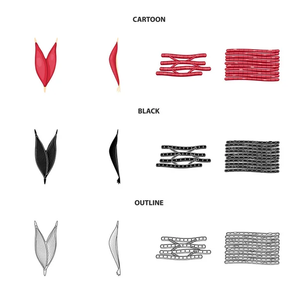 Ilustración vectorial de fibra e icono muscular. Colección de fibra y cuerpo símbolo de stock para la web . — Archivo Imágenes Vectoriales