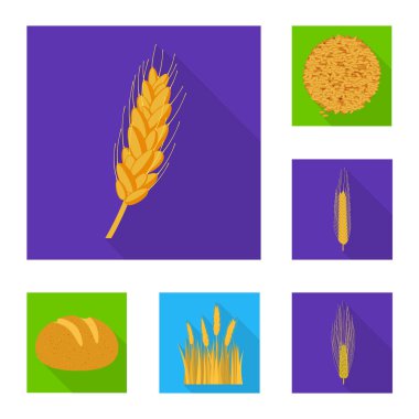 Buğday ve Mısır logo vektör Illustration. Buğday kümesi ve hisse senedi için hasat vektör simgesi.