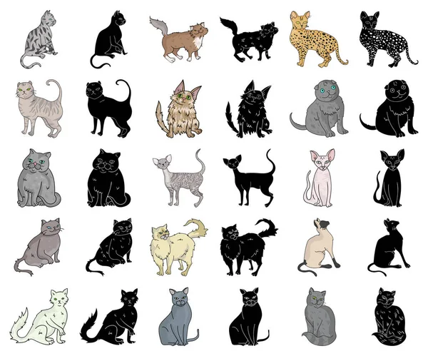 Razas de gatos de dibujos animados, iconos negros en la colección de conjuntos para el diseño. Mascota gato vector símbolo stock web ilustración . — Archivo Imágenes Vectoriales