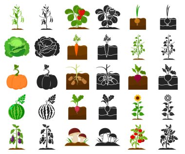 Bitki, sebze çizgi film, set koleksiyonu tasarım için siyah simgeler. Bahçe ve hasat sembol stok web illüstrasyon vektör.