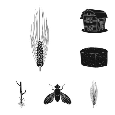 Çavdar ve bitki logo vektör tasarımı. Çavdar ve Mısır hisse senedi simgesi web için kümesi.