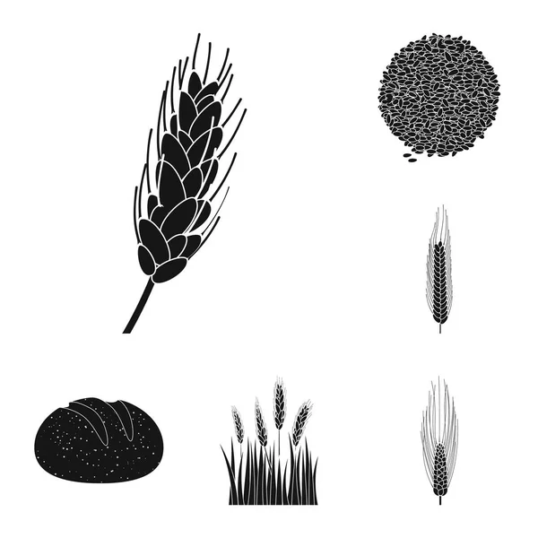 ライ麦と植物アイコンのベクター デザイン。ライ麦やトウモロコシの株式ベクトル図のセット. — ストックベクタ