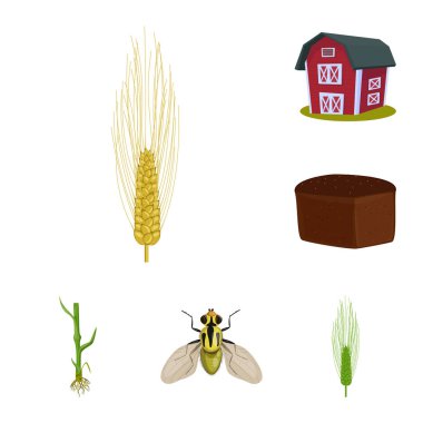 Buğday ve Mısır simge vektör tasarımı. Web için buğday ve hasat hisse senedi simgesi kümesi.