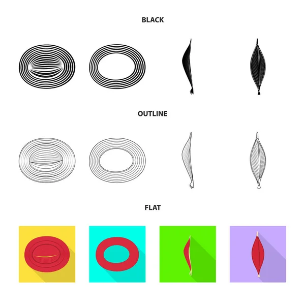 Ilustração vetorial de fibra e sinal muscular. Conjunto de fibra e corpo estoque vetor ilustração . —  Vetores de Stock