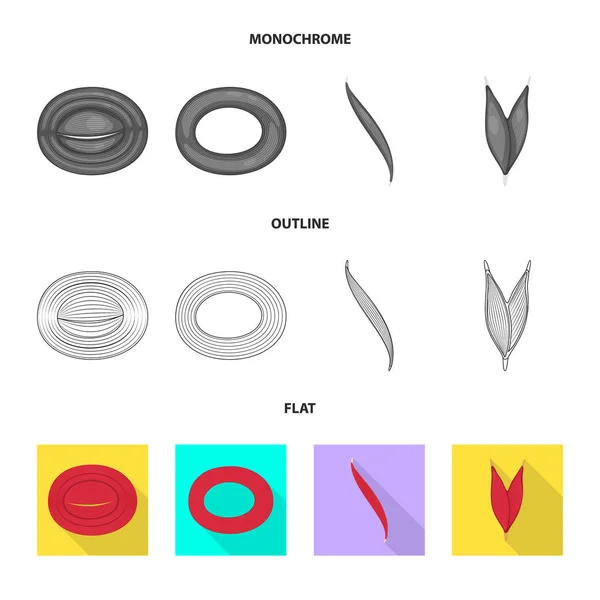 Ilustração vetorial de fibra e logotipo muscular. Conjunto de fibra e corpo símbolo de estoque para web . —  Vetores de Stock