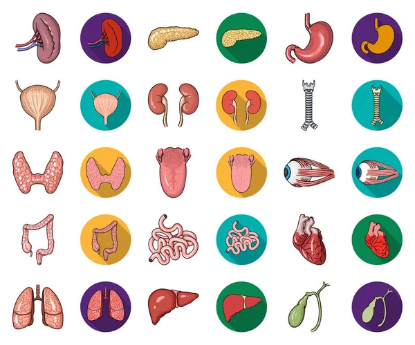 Human organs cartoon, flat icons in set collection for design. Анатомия и внутренние органы векторные символы веб-иллюстрации . — стоковый вектор