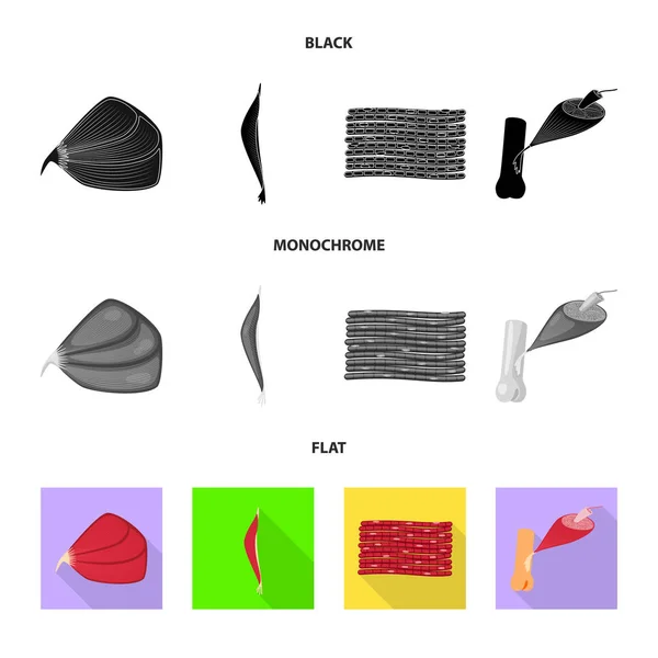 Design vetorial de fibra e logotipo muscular. Coleção de fibra e corpo ilustração vetor de estoque . —  Vetores de Stock