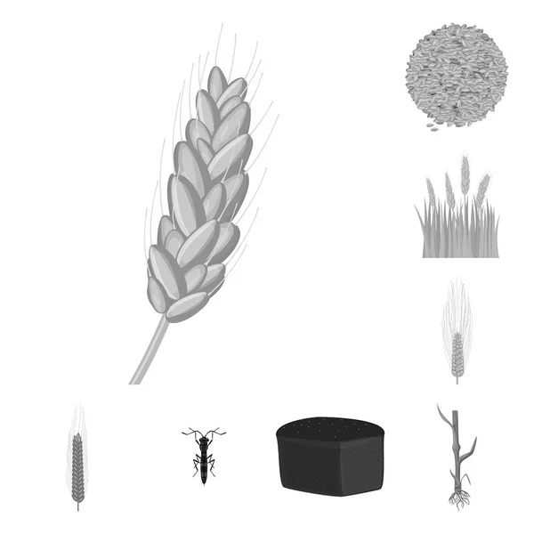Oggetto isolato di segale e simbolo vegetale. Raccolta di illustrazione vettoriale del brodo di segale e mais . — Vettoriale Stock
