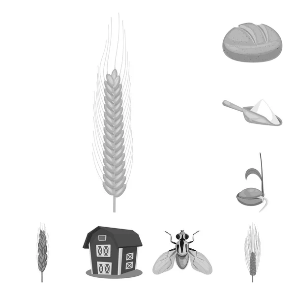 Vektorové ilustrace žita a rostlinného symbolu. Kolekce ze žita a kukuřice vektorové ilustrace. — Stockový vektor