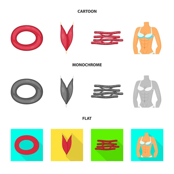 Conception vectorielle de la fibre et du signe musculaire. Ensemble d'illustration vectorielle de fibres et de corps . — Image vectorielle