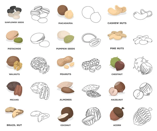 Diferentes tipos de desenhos animados de nozes, ícones de contorno na coleção de conjuntos para design.Nut Food vector symbol stock web illustration . — Vetor de Stock