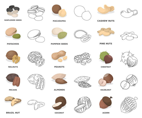 Different kinds of nuts cartoon,outline icons in set collection for design.Nut Food vector symbol stock web illustration.