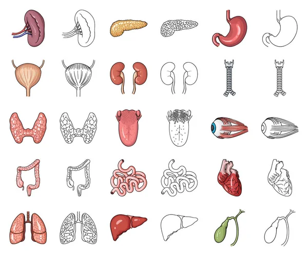 Lidské orgány kreslený, osnovy ikony v nastavení kolekce pro design. Anatomie a vnitřní orgány vektorové ilustrace symbolů akcií web. — Stockový vektor